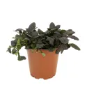Mahoniowa dąbrówka Mahagony (Ajuga)