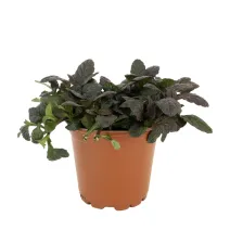 Mahoniowa dąbrówka Mahagony (Ajuga)