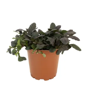 Mahoniowa dąbrówka Mahagony (Ajuga)