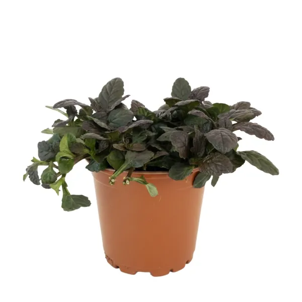 Mahoniowa dąbrówka Mahagony (Ajuga)