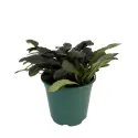 Dąbrówka Midnight Mistery (Ajuga)