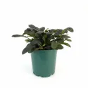 Dąbrówka Midnight Mistery (Ajuga)