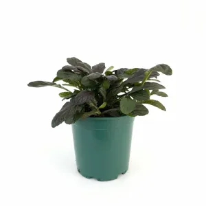 Dąbrówka Midnight Mistery (Ajuga)