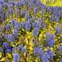 Pstry dąbrówka Petite Parakeet (Ajuga)