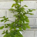 Grab pospolity (Carpinus betulus)