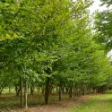 Grab pospolity (Carpinus betulus)