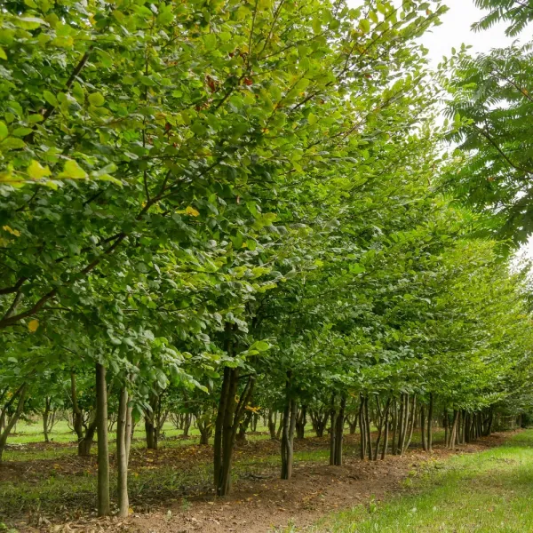 Grab pospolity (Carpinus betulus)