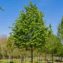 Grab pospolity (Carpinus betulus)