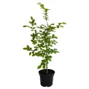 Grab pospolity (Carpinus betulus)