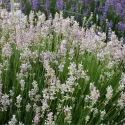 Różowa lawenda (Lavandula angustifolia)