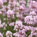 Różowa lawenda (Lavandula angustifolia)