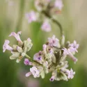 Różowa lawenda (Lavandula angustifolia)
