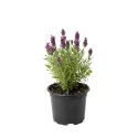 Różowa lawenda (Lavandula angustifolia)