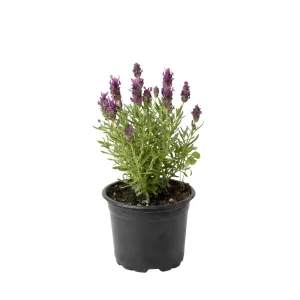Różowa lawenda (Lavandula angustifolia)