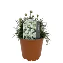 Biała zawciąg Armada Alba (Armeria maritima)