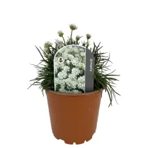 Biała zawciąg Armada Alba (Armeria maritima)