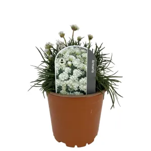 Biała zawciąg Armada Alba (Armeria maritima)