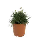 Biała zawciąg Armada Alba (Armeria maritima)