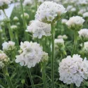 Biała zawciąg Armada Alba (Armeria maritima)