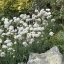 Biała zawciąg Armada Alba (Armeria maritima)