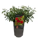 Róża płożąca Red The Fairy w doniczce 3L