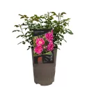 Róża miniaturowa Graciously Pink ® w doniczce 3L