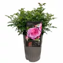 Róża floribunda Berleburg ® w doniczce 3L