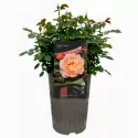 Róża floribunda Marie Curie ® w doniczce 3L