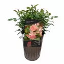 Róża floribunda Pink Meilove ® w doniczce 3L