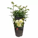 Róża floribunda White Meilove ® w doniczce 3L