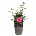 Róża wielkokwiatowa Gorgeous Paramount ® w doniczce 3L