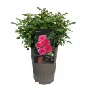 Róża floribunda Dolce ® w doniczce 3L