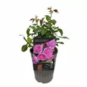 Róża floribunda Renée van Wegberg ® w doniczce 3L
