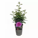 Róża floribunda Adore Aroma ® w doniczce 3L