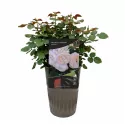 Róża floribunda Natural Aroma ® w doniczce 3L
