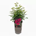 Róża floribunda Pure Aroma ® w doniczce 3L