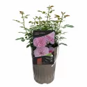 Róża floribunda Unique Aroma ® w doniczce 3L