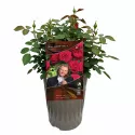 Róża wielkokwiatowa André Rieu ® w doniczce 3L