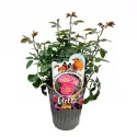 Róża wielkokwiatowa Exotic Mella ® w doniczce 3L