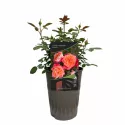Róża floribunda Hippie Fashion ® w doniczce 3L