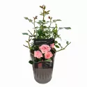 Róża floribunda Perfume Fashion ® w doniczce 3L