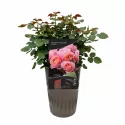 Róża floribunda Trendy Fashion ® w doniczce 3L
