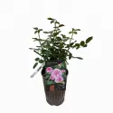 Róża floribunda Marija Frayla ® w doniczce 3L