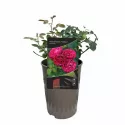 Róża floribunda Konstantina Freska ® w doniczce 3L