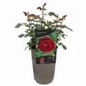 Róża floribunda Morava Reka ® w doniczce 3L