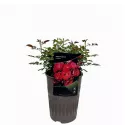 Róża floribunda Nera Reka ® w doniczce 3L