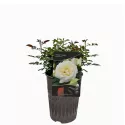 Róża floribunda Pearl Vaza ® w doniczce 3L