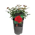 Róża pnąca Pauls Scarlet Climber w doniczce 3L