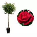 Róża na pniu Dame de Coeur w doniczce 5L