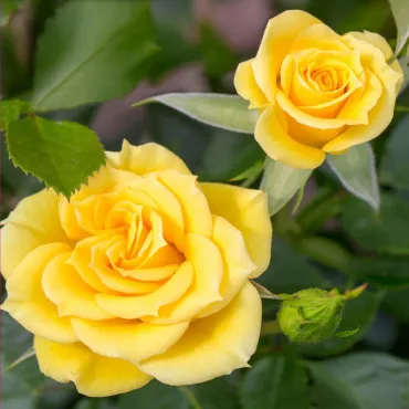Róża Flower Power Gold ® Dwarf w doniczce 3L